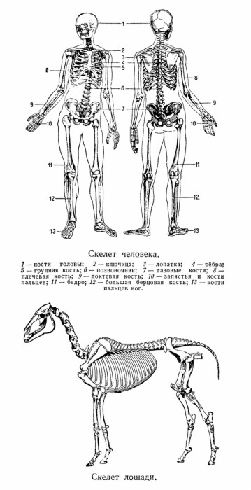 Скелет человека. Скелет лошади.