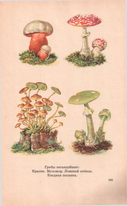 грибы несъедобные