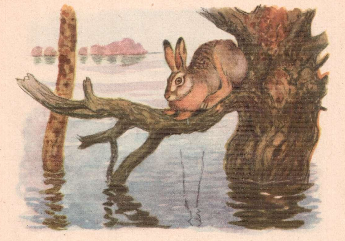 Бианки заяц жил на островке